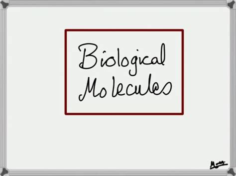 Chapter 3 Biological Molecules