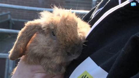 Drie Konijnen Gedumpt Bij Knaagdierencentrum Twaalf Uur In De Kou