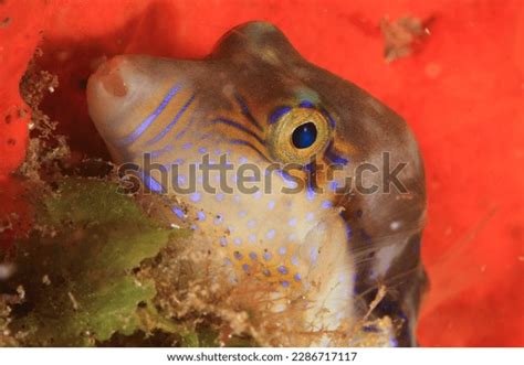 Beautiful Pufferfish Posing Their Marine Habitat Stock Photo 2286717117 | Shutterstock