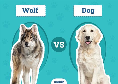 Wolf And Dog Encounters What To Expect
