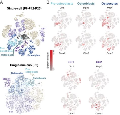 Single Cell Transcriptomic Profiling Of The Mouse Cochlea An Atlas For