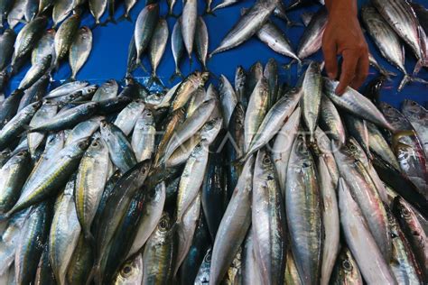 PASOKAN IKAN LAUT BERKURANG ANTARA Foto