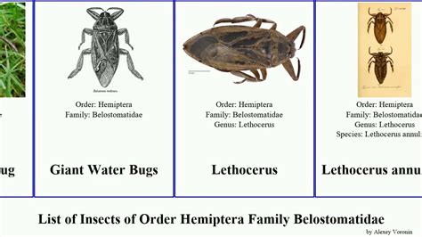 Hemiptera Families