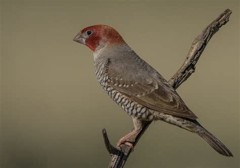 Red-Headed Finch – AZ Birds