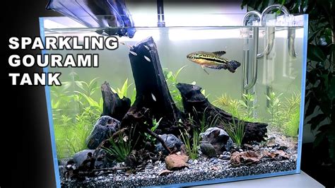 Aquascape Tutorial Sparkling Gourami Blackwater Aquarium How To Step