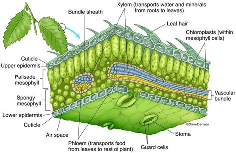 Leaf Structure Photo Biology Plants Teaching Biology Botany