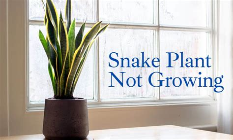 Snake Plant Not Growing - 8 Reasons & How to Fix - HousePlantsInfo.com