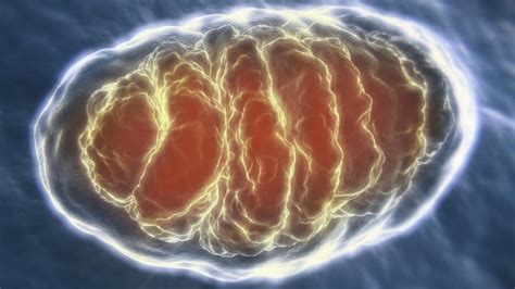 What Is an Analogy for Mitochondria?