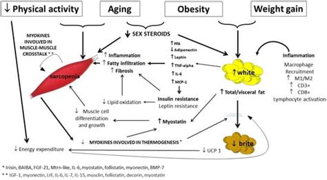 Cells Free Full Text The Role Of Crosstalk Between Adipose Cells