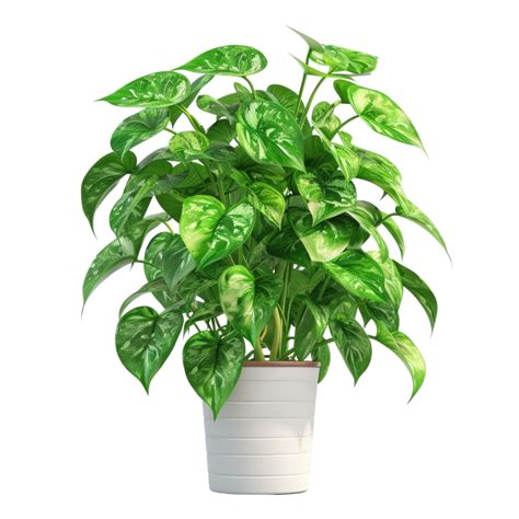 Houseplant Pothos In Pot 54109354 Png