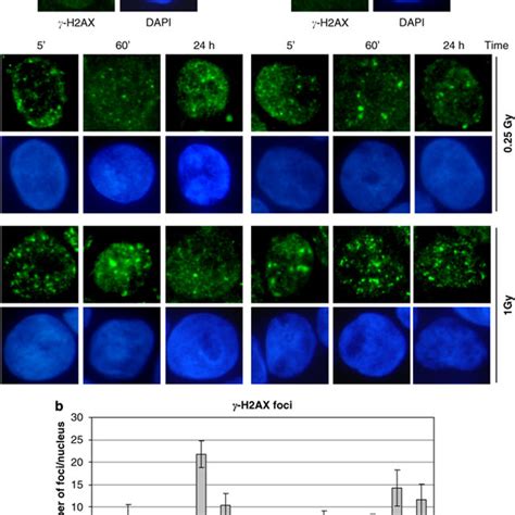 Formation And Loss Of Ir Induced G H Ax Nuclear Foci Cells At D Were