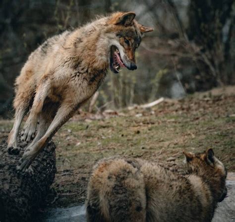 Foxlights Protege O Gado De Lobos E Raposas