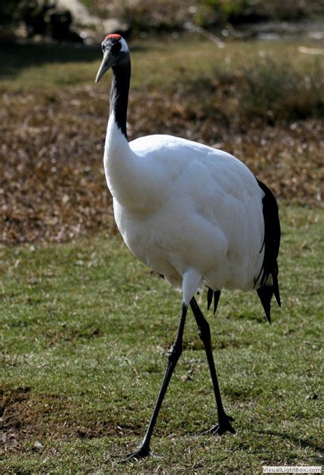 Identify Red Crowned Crane Wildfowl Photography