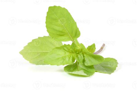 green thai basil  stock photo  vecteezy