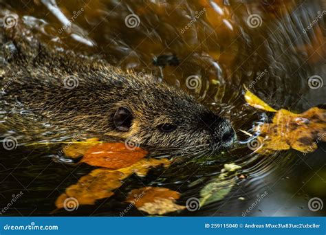 nutria rat   zoo stock photo image  leafs bisam