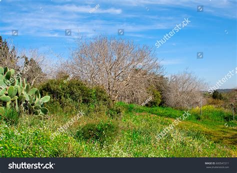 Naked Birch Tree Stock Photo Shutterstock