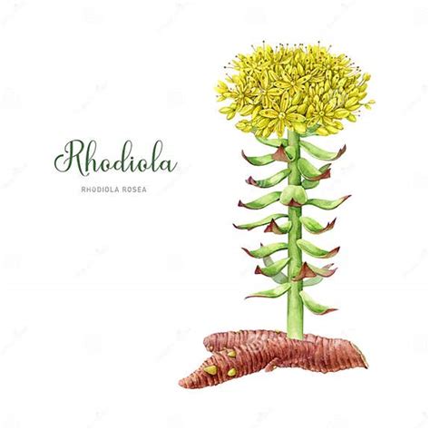 Rhodiola Rosea Plant With Roots Watercolor Botanical Illustration