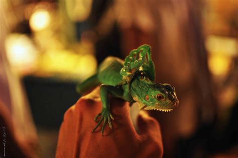 Night Markets in Taipei, Taiwan - Live, Travel, Teach