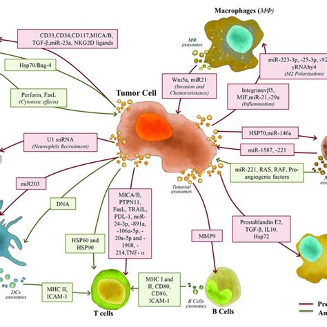 Exosomes Role In Cell Cell Communication And Their Content A Download Scientific Diagram