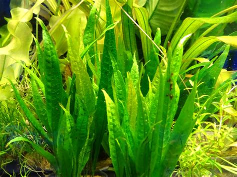 Микросорум: уход и размножение в домашних условиях