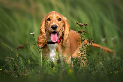 Top 7 Best Cocker Spaniel Breeders In Ontario