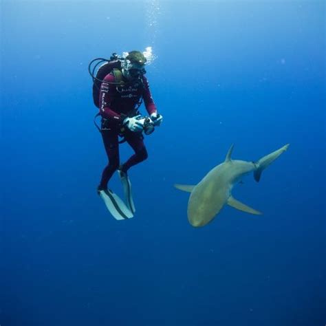 support shark  ray global conservation fiu foundation