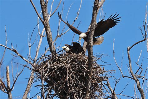 MN DNR Bald Eagle nest webcam | Back Yard Biology