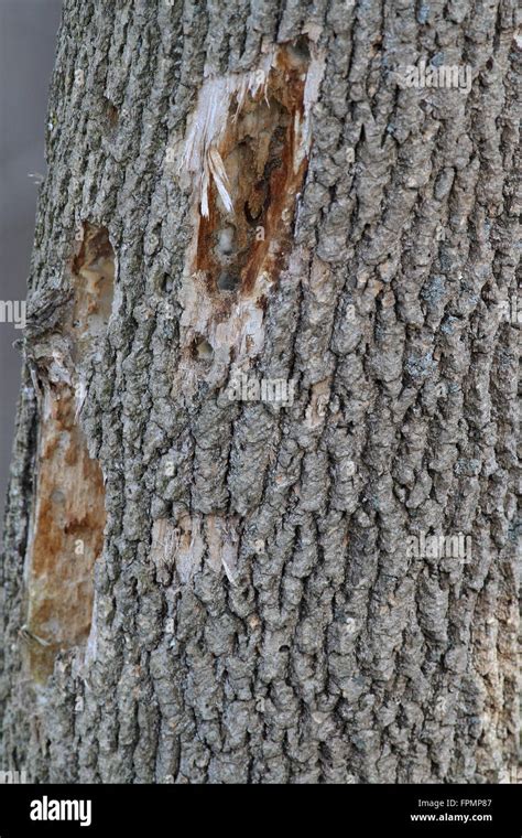 Pileated Woodpecker Holes In Tree Stock Photo Alamy