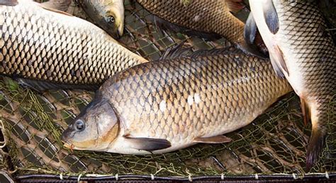 What Does Carp Taste Like? Does Carp Taste Good? | Eat Delights