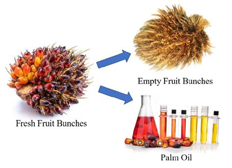 By Product Biomass From The Oil Palm Tree Download Scientific Diagram