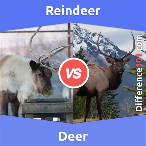 Reindeer vs. Deer: 5 Key Differences, Pros & Cons, Similarities | Difference 101