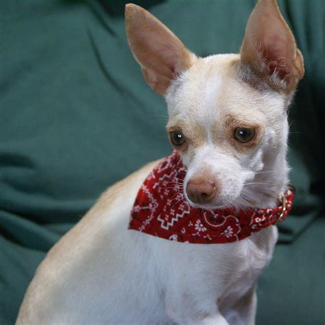 Holly, Chihuahua/Italian Greyhound Mix