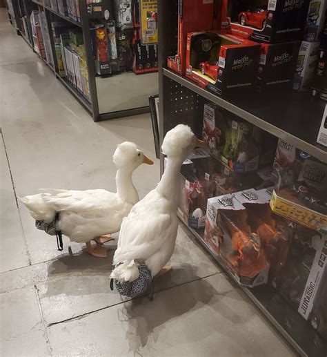 Is Duck Poop Bad For Dogs