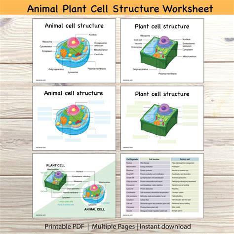 What Is Cytoplasmic Streaming Rs Science