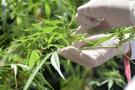 how to get a medical marijuana card in kentucky