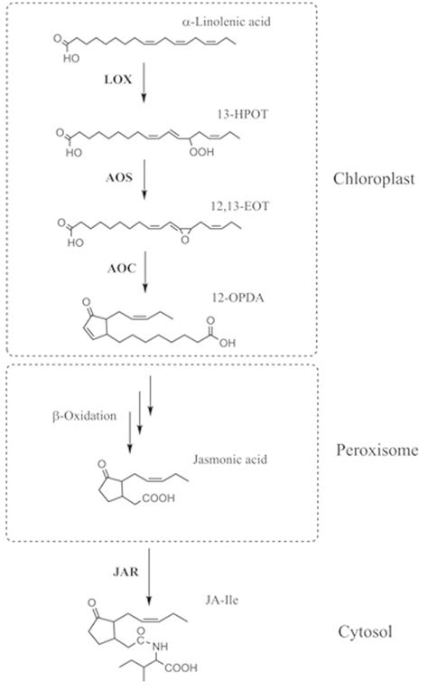 Simplified Ja Biosynthetic Pathway α Linolenic Acid Is Oxygenated By