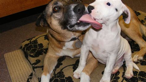 Why Is My Dog Licking Excessively? Here's What It Means