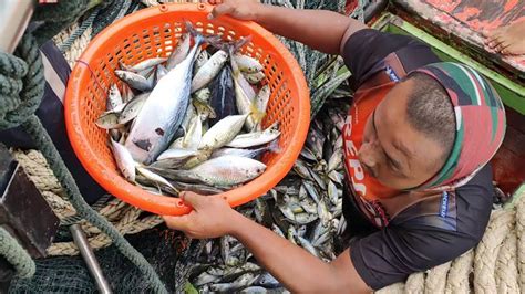 Nelayan Pukat Jerut Tfa Trf Trf Mendaratkan Hasil Segar Dari