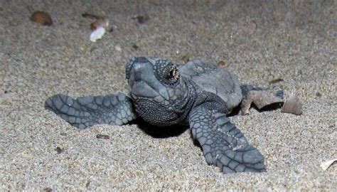 Kuşadasında 34 Yavru Caretta Caretta Denizle Buluştu Aydın Haberleri