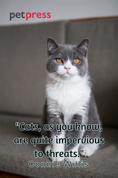 50+ Famous Cat Quotes: A Paws-itive Source of Wisdom for Life