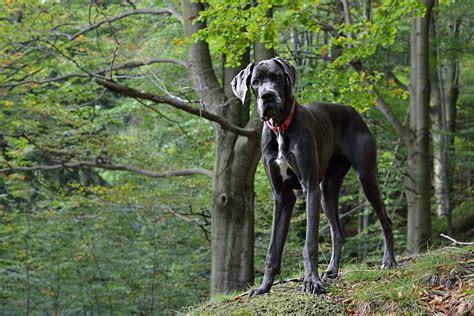 Razas de perros grandes las 24 más populares y sus características