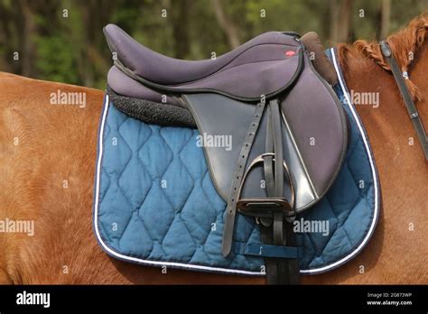 On The Back Of The Horse A Brown Leather Saddle And Saddle Cloth Are