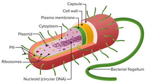 Tipos De Bacterias Tu Gu A De Aprendizaje