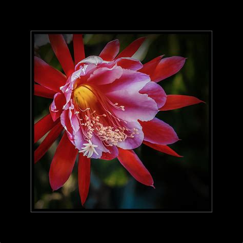 Phyllokaktus Foto & Bild | youth, dokumentation, frühling Bilder auf ...