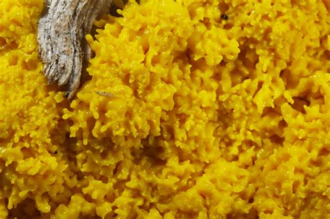 All Of Nature Yellow Slime Mold That Isn T