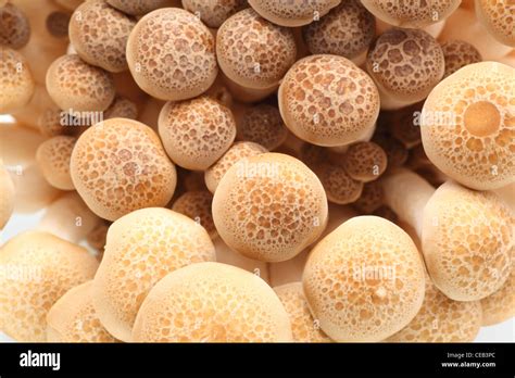 Close Up Of Buna Shimeji Brown Beech Mushrooms Stock Photo Alamy