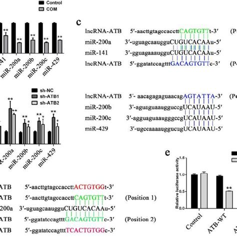 The expression levels of lncRNA ATB and TGF β1 in cell models a c