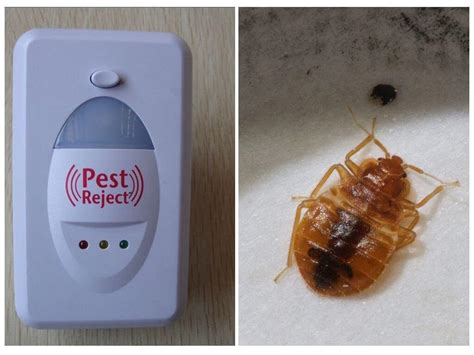 Pest Reject от клопов – отзывы покупателей и описание отпугивателя