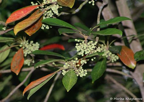 Trees of Tropical Asia - Elaeocarpus bancroftii