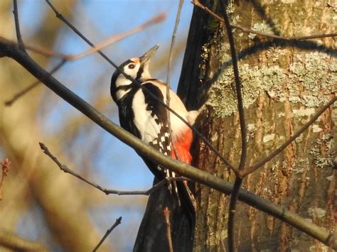 Oiseaux Forestiers Communs En Images